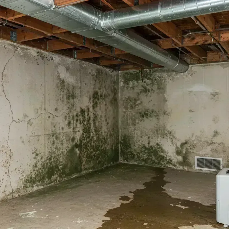 Professional Mold Removal in Raleigh, NC